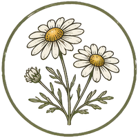 Chamomile flowers illustration in an amber circle
